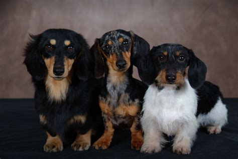 Free dachshund puppies in missouri - Hi, I'm Brandi Smith. I'm the breeder behind Bean Creek Dachshunds & Terriers located in Licking, MO. We absolutely adore our babies and want to make sure they get the best care and homes possible! That includes everything from choosing healthy parents with good temperaments, to proper socialization and daily care, to placing them in loving ...